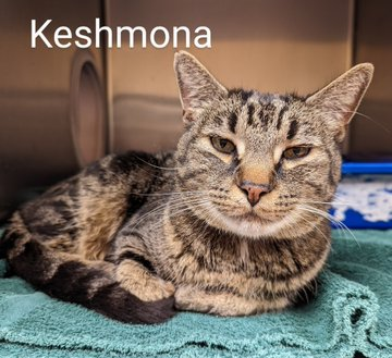 Gorgeous apple-cheeked senior tabby girl kitty 'Keshmona' ID 645303 at the #CobbCounty shelter in #MariettaGA is healthy & sweet! The kittens & young cats go fast but the seniors not so much! Let's get some adoption/rescue action going! Adopt! Pledge! ift.tt/PK9IAiL 🙏