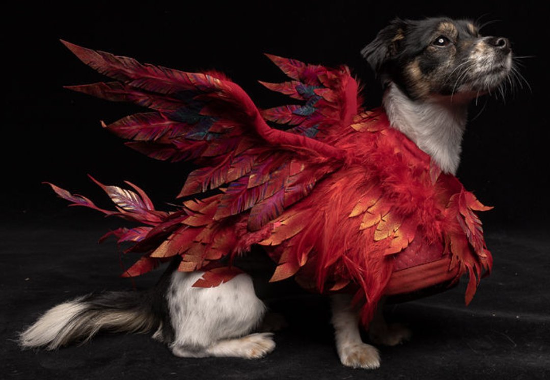 OzDogLover's tweet photo. Love the #FinalFantasy franchise and #cosplay? Ever heard of the #Torgal πΊ?
#PawsofValisthea is a free #dogfriendly cosplay event to be held at #Sydneyβs #DarloBar on June 17 to mark the release of the #FINALFANTASYXVI video game! Hurry for tickets!ποΈπ
https://t.co/yCk08Lzy1T https://t.co/efcoPA7Fgs