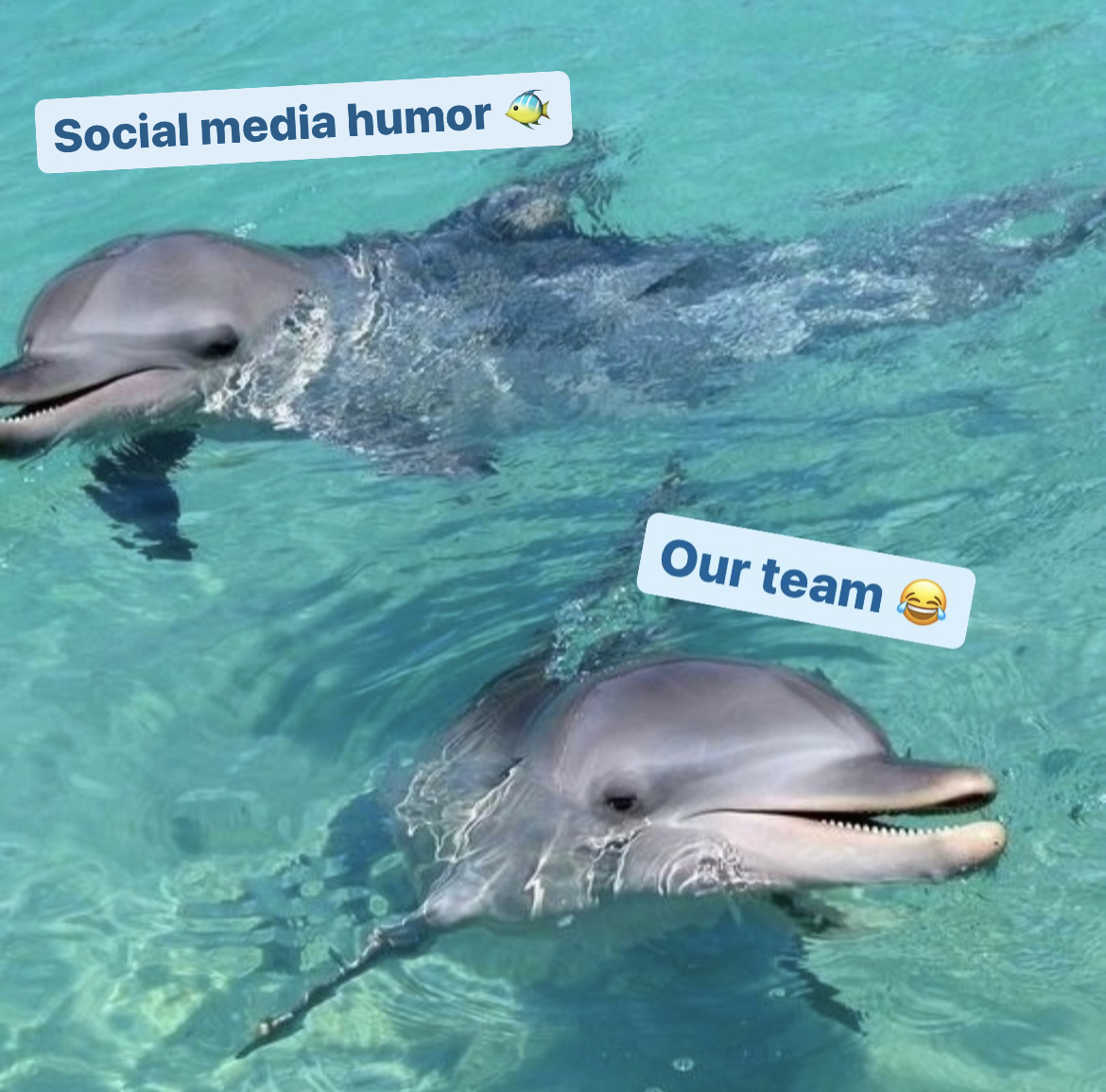 Choose your fighter: June edition! 🐬 With May reporting wrapping up, our team here at SS 🚀 is busy at work imagining up June content calendars. 🤩 Tap spitfiresocial.com to connect with our team today.

#dolphins #spitfiresocial #socialmediamangement #socialmediamanagers