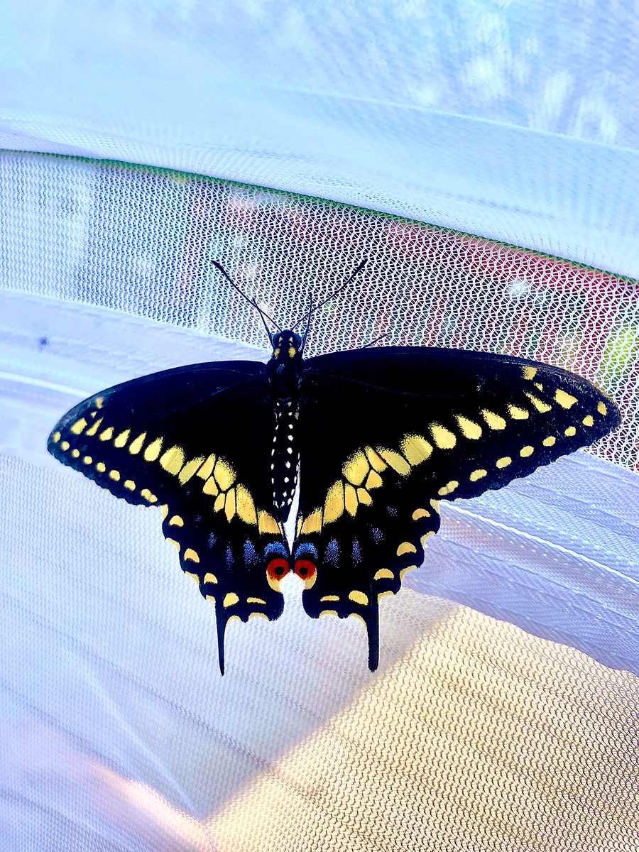 As this fifth butterfly emerged from its cocoon yesterday, it exhibited a striking difference from its fellow winged companions. This little guy displayed an innate readiness to explore its surroundings without delay, expressing a desire to venture forth independently and, unlike