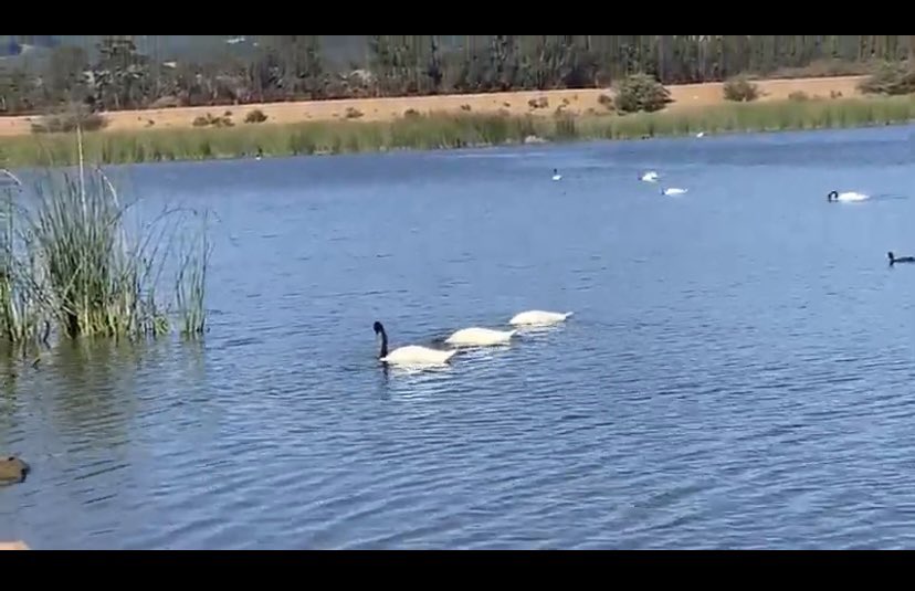 #humedal #lagunaelAncho #Pichilemu