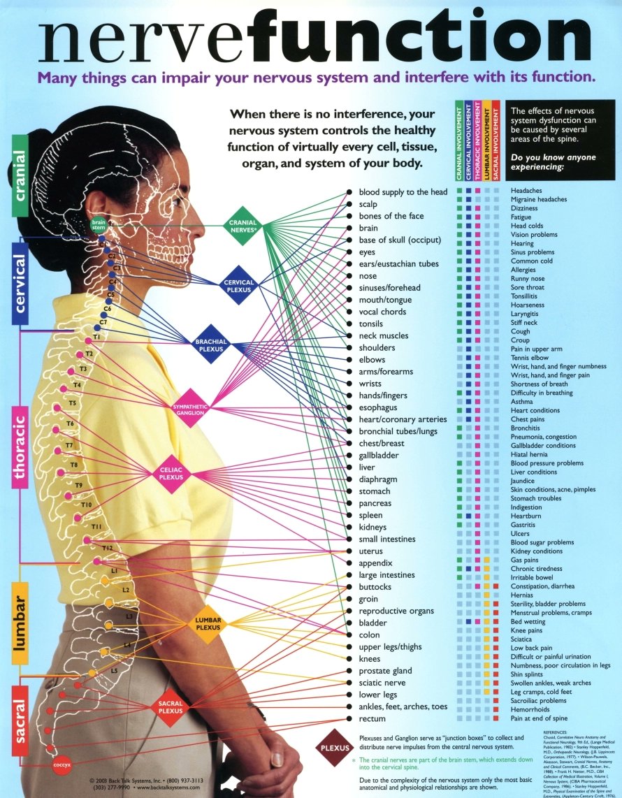 Nerves and their function. Source: Back Talk Systems, Inc #MedTwitter