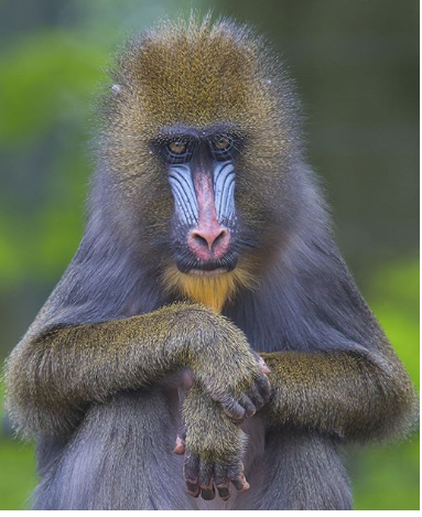 Meet the #Mandrill!❤️💙 Our first #MonkeyMonday featured species can be found on the History section of our website.🔎🐵 These colorful creatures are the largest primates in the world! 🦁 Fun Fact- #Didyouknow that #Rafiki from #TheLionKing is a Mandrill?!
pasa.org/history-of-pas…