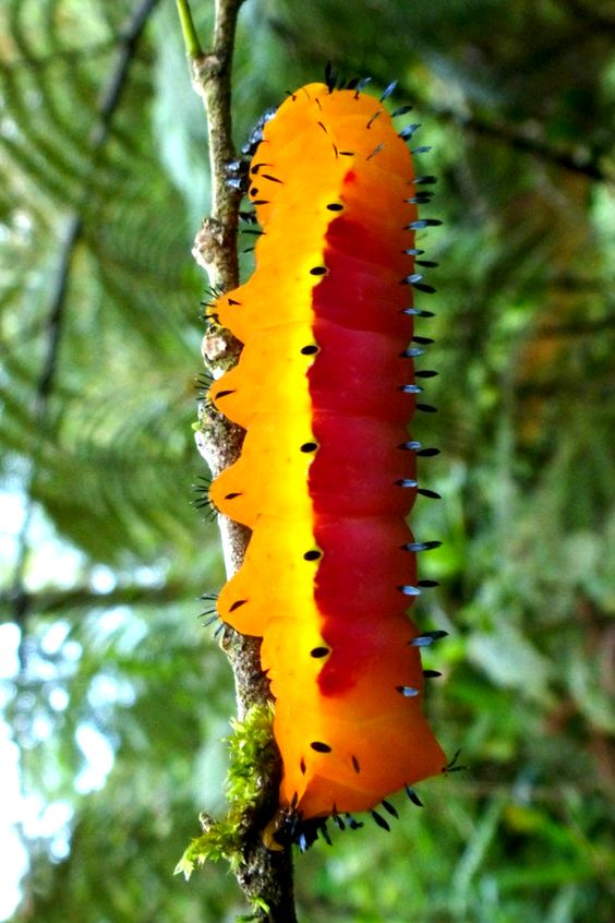 🌱ᴅᴀɪʟʏ ᴅᴏꜱᴇ ᴏꜰ ᴄᴀᴛᴇʀᴘɪʟʟᴀʀꜱ!🌿 (@daylypillars) on Twitter photo 