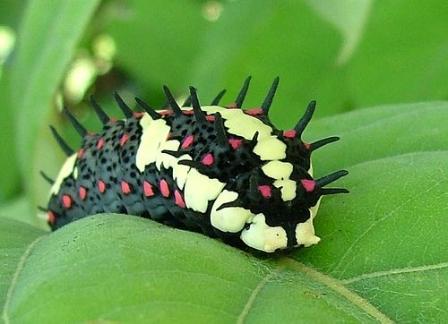 🌱ᴅᴀɪʟʏ ᴅᴏꜱᴇ ᴏꜰ ᴄᴀᴛᴇʀᴘɪʟʟᴀʀꜱ!🌿 (@daylypillars) on Twitter photo 