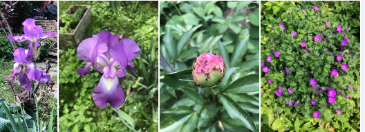 SatNamZeee's tweet photo. Heavenly!
See those ants there on the peony bud?
That’s an example of biological mutualism.
The peonies provide nectar(food) for the ants and then the ants, in turn, protect the peony from aphids, thrips and other non-beneficial insect pests.
#mothernature
#dontfuckwithit https://t.co/mWE427QFb1