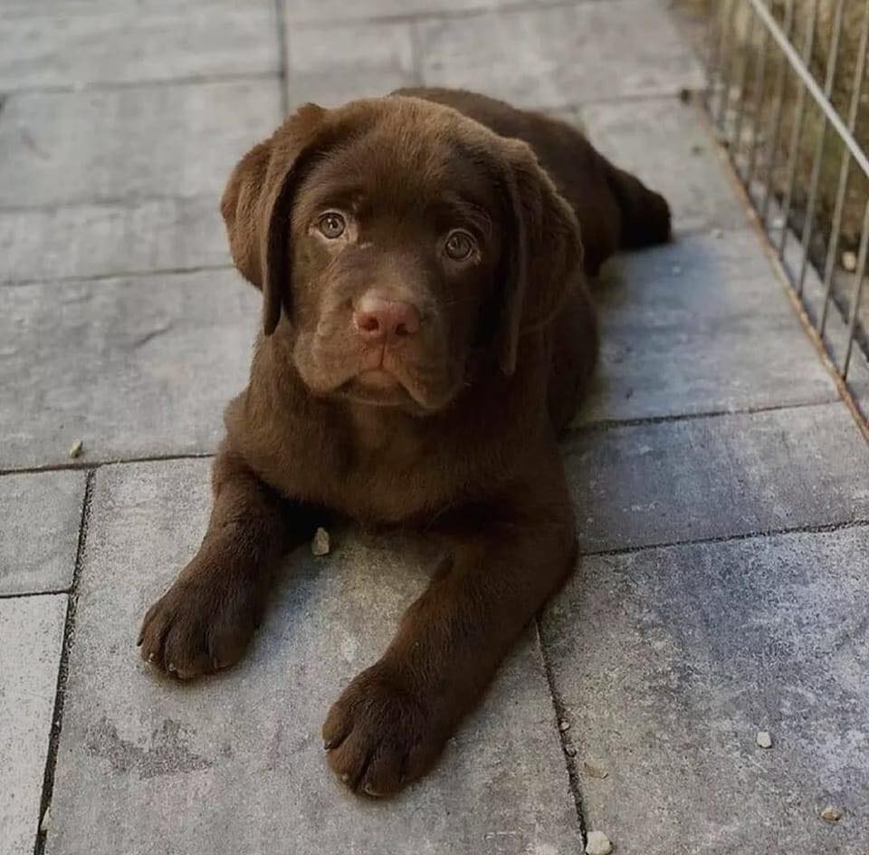 doggynation_'s tweet photo. Today is my birthday hope I get some love here 🥺💕💕 https://t.co/Ounr113Hug