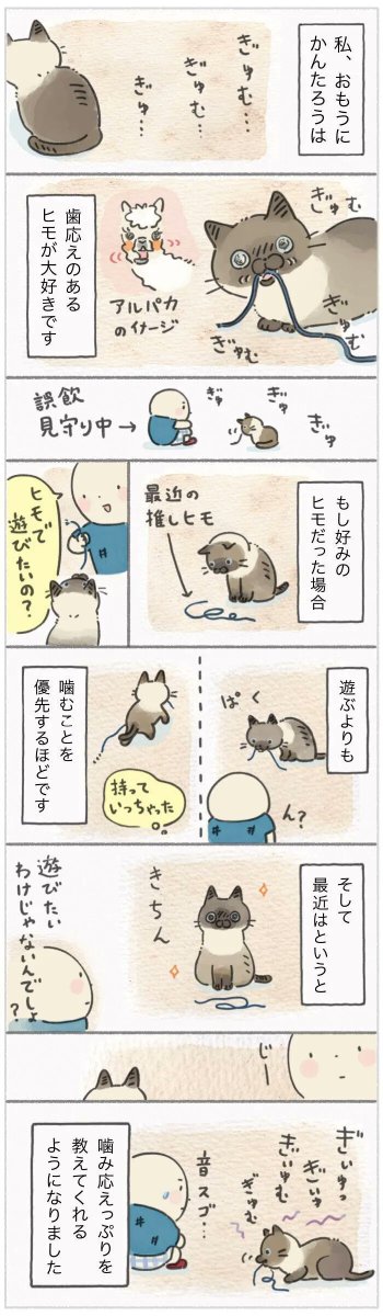 「歯応えがなかなか良いですなぁ」ヒモの魅力はじゃれるだけじゃない【連載】ねこ連れ草 281話め|ねこのきもちWEB MAGAZINE 
