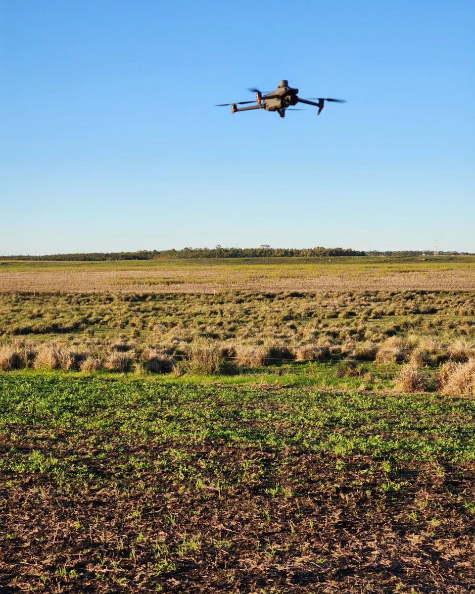 greenpixelagro's tweet photo. 🦅🙌🇺🇾
#dji #mavic #agricultura #greenpixel https://t.co/EP7NRUXPoj