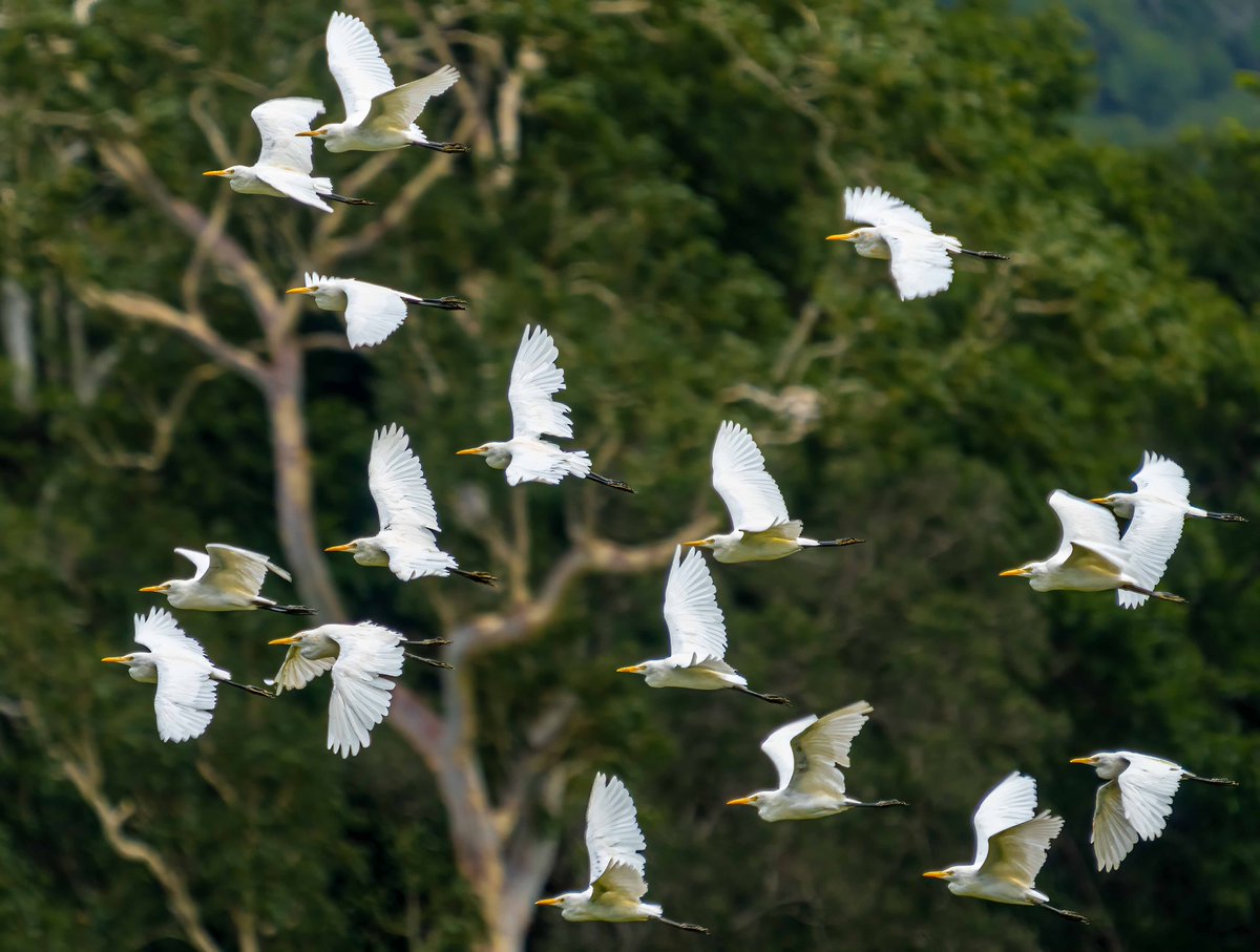 So, is this a flock  of Cattle Egrets, or perhaps a herd ?
#OzBirds #Birds #birdwatching #birdphotography