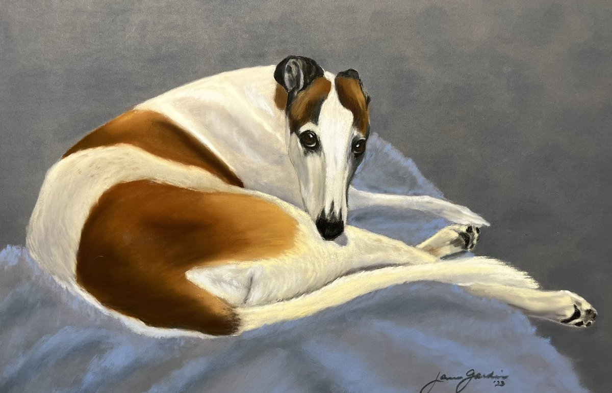 “McFly” is a portrait I just completed of my beautiful retired greyhound rescue. 12x15, soft pastels & pastel pencils on Pastelmat. (My own reference photo)