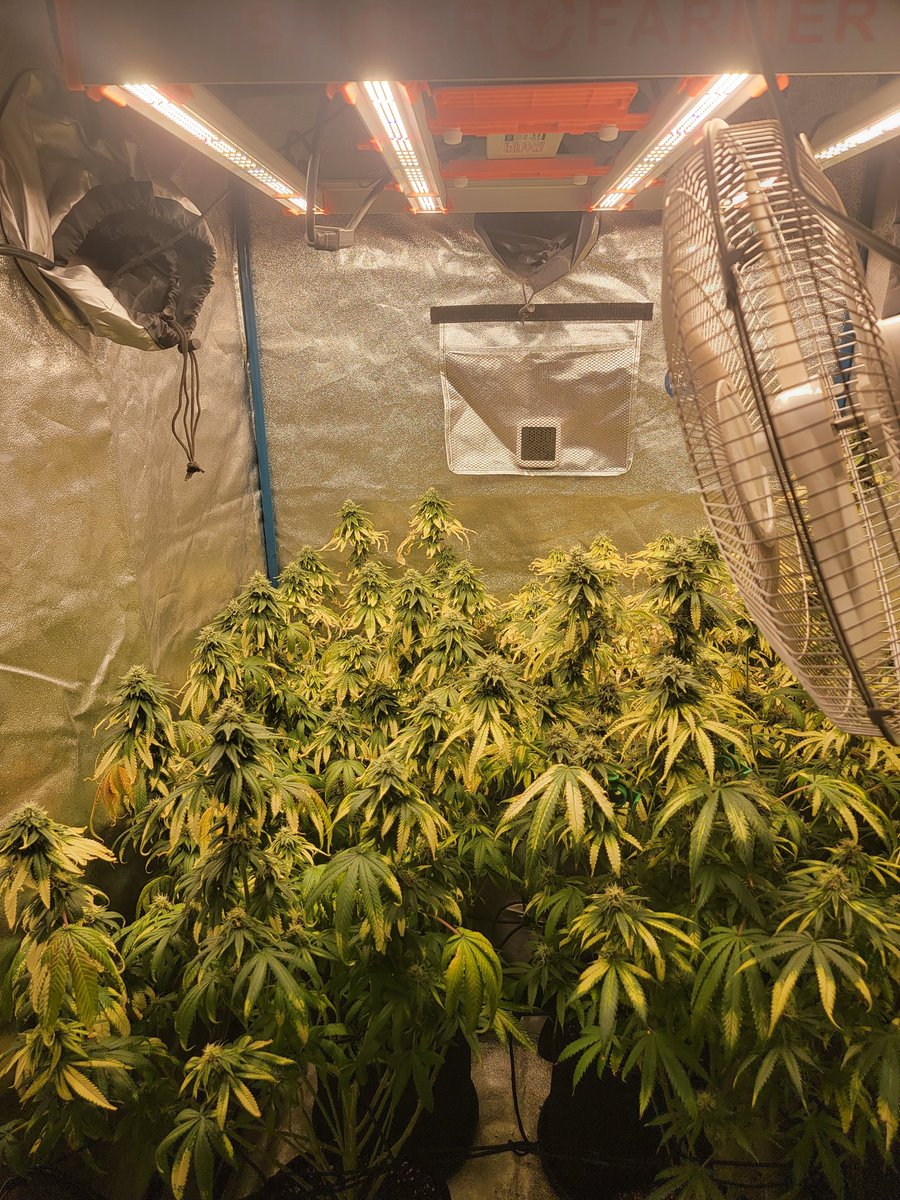 Yoda Soda day 45🌻under the #spiderfarmerG3000 
Over the past 3 weeks the one in the front right has has only wanted to be 💧 2 days a week while the other 3 are still on an every other day schedule <a href="/SfVilina/">SF-Vilina</a> <a href="/spiderfarmerled/">Spider Farmer LED</a> #spiderfarmer #G3000