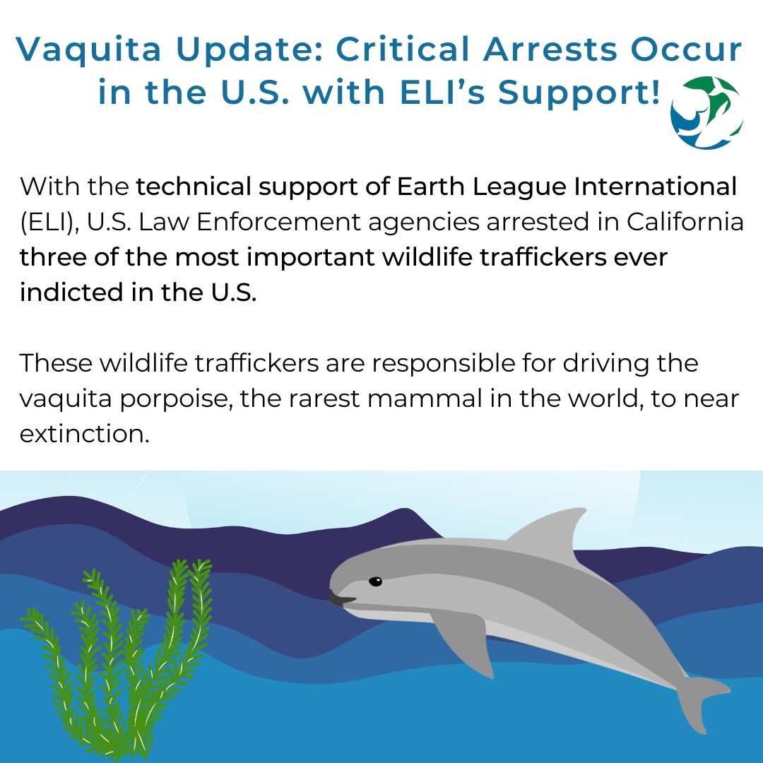 EarthLeagueInt's tweet image. A big victory for the last remaining #vaquitas and the marine life in Baja California has occurred!  With the technical support of ELI, U.S. Law Enforcement agencies arrested in California some of the most important #wildlife #traffickers ever indicted in the U.S.