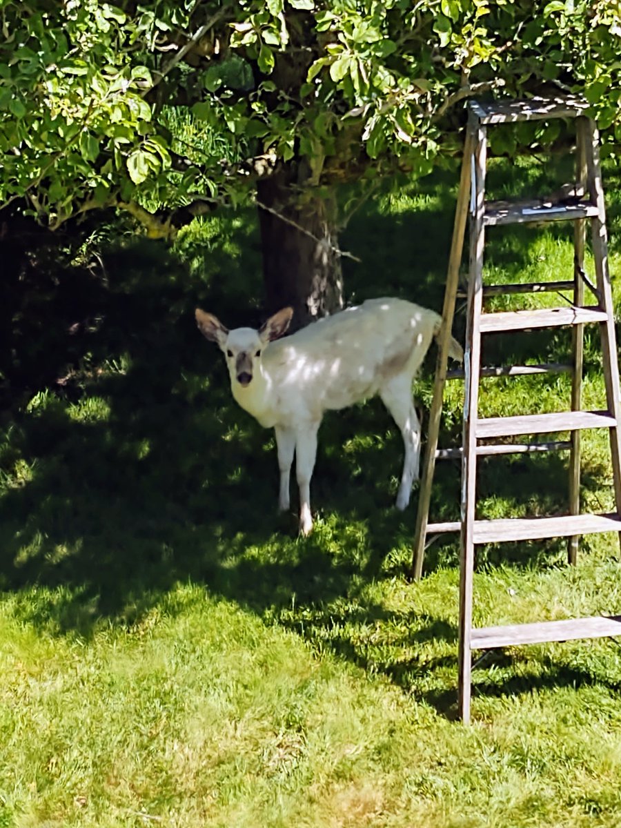 Hello again #Harlow ❤️🦌 #BackyardWildlife #DeerLove #Coupeville #WhidbeyIsland #WashingtonState #ThePhotoHour @Dani_The_Deer @BritishDeerSoc @ANIMAL_WORLD0 @WhidbeyWXGuy @Loriwhiteside8 @millydeer @malodell @joseph99722 @Rogerwindtales