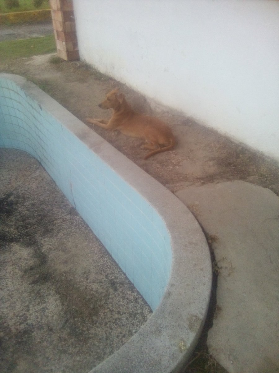 Muy elegante 🐕perro bravo 🐕🐕