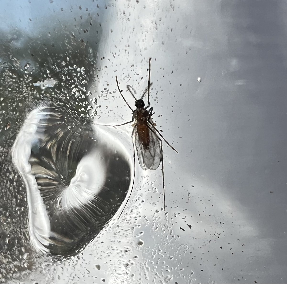 justinmcmechan's tweet photo. #soybeangallmidge continued to emerge at new trap locations in east-central and northeast Nebraska over the last couple days. Lots of early planted #soybean have fissures and are susceptible to infestation. Learn more at https://t.co/SyjkFQT9Am https://t.co/JWG379IYl0