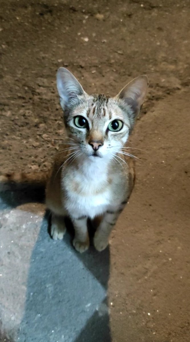 muchomimir's tweet image. Me disponía a dar un paseo, pero estos michiños tan lindos estaban sociables. 😊🩷