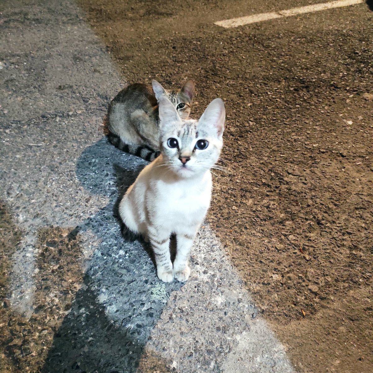 muchomimir's tweet image. Me disponía a dar un paseo, pero estos michiños tan lindos estaban sociables. 😊🩷