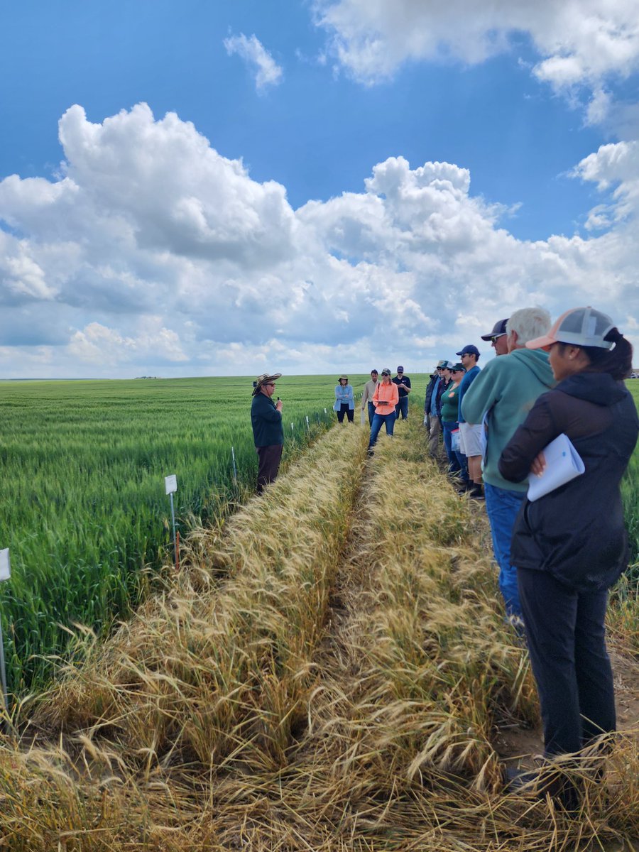 ALP_Tweets's tweet photo. CO Wheat Field Days https://t.co/bkjcP9cWGO