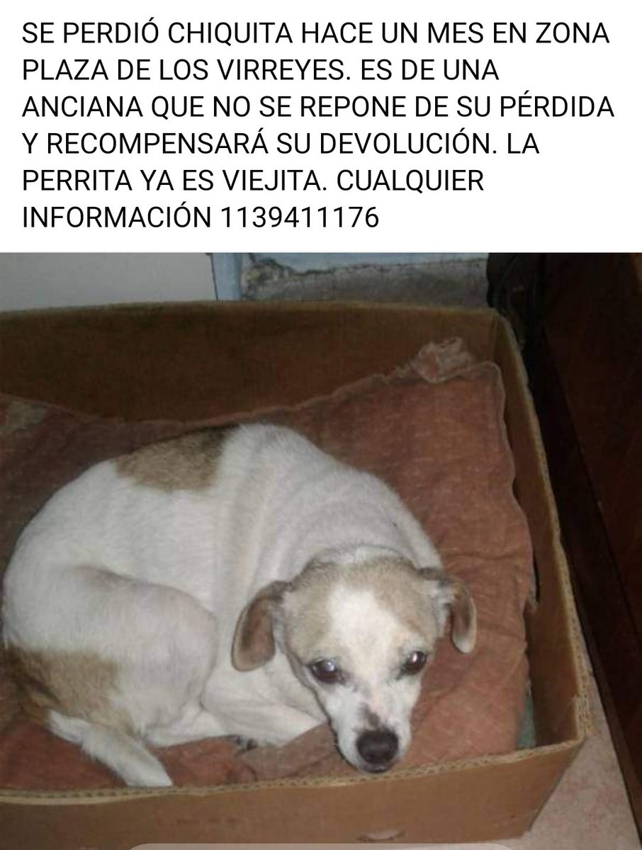 Amores Animales (@amores_animales) on Twitter photo 