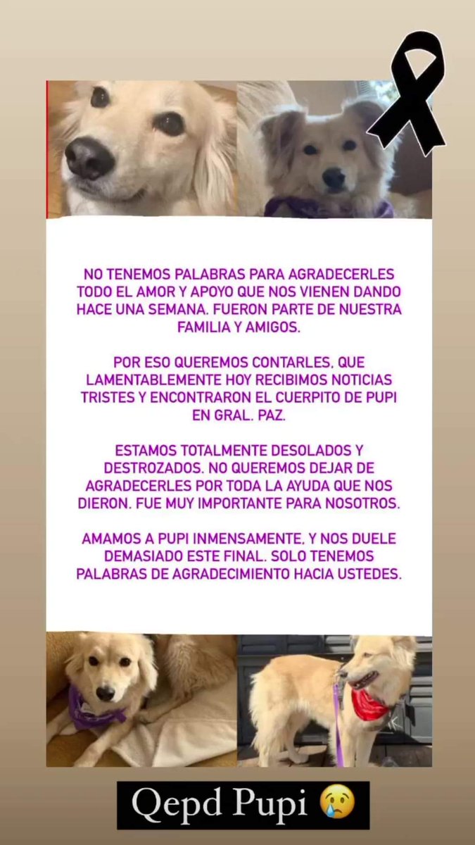 Amores Animales (@amores_animales) on Twitter photo 