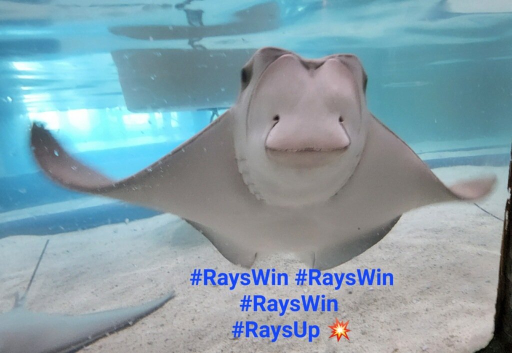 #RaysWin #RaysWin #RaysWin #RaysUp #SeriesWin