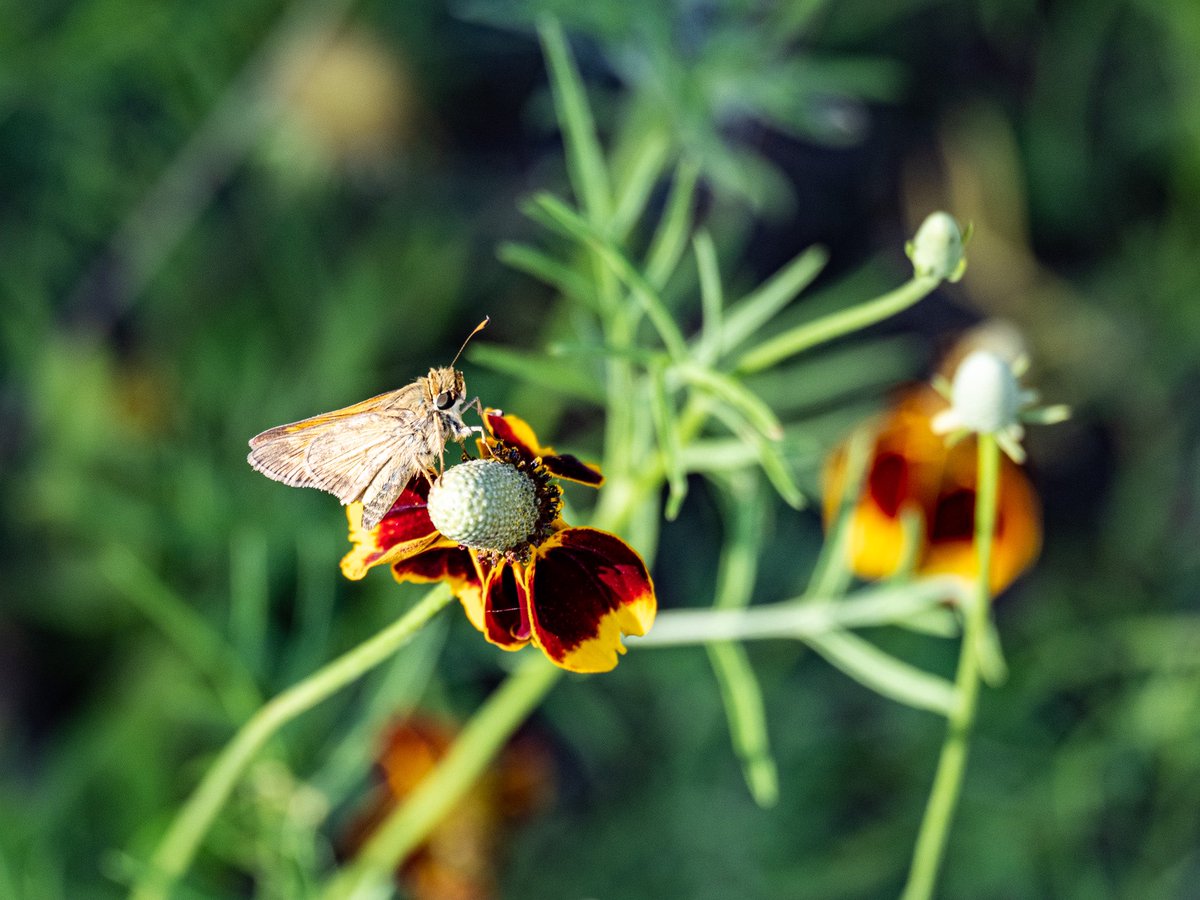 #mindfulness #flowers #cedarparktx #cedarparkphotographer #austinphotographer
