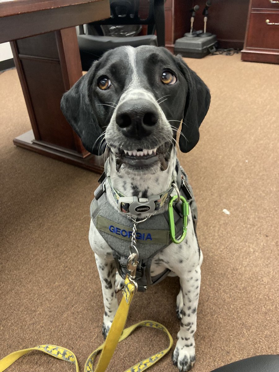 KDACarrie's tweet photo. Georgia loves visiting the KDA. And everybody loves having a therapy dog show up at work. #GSP #AgDog https://t.co/meqHl0WdRt