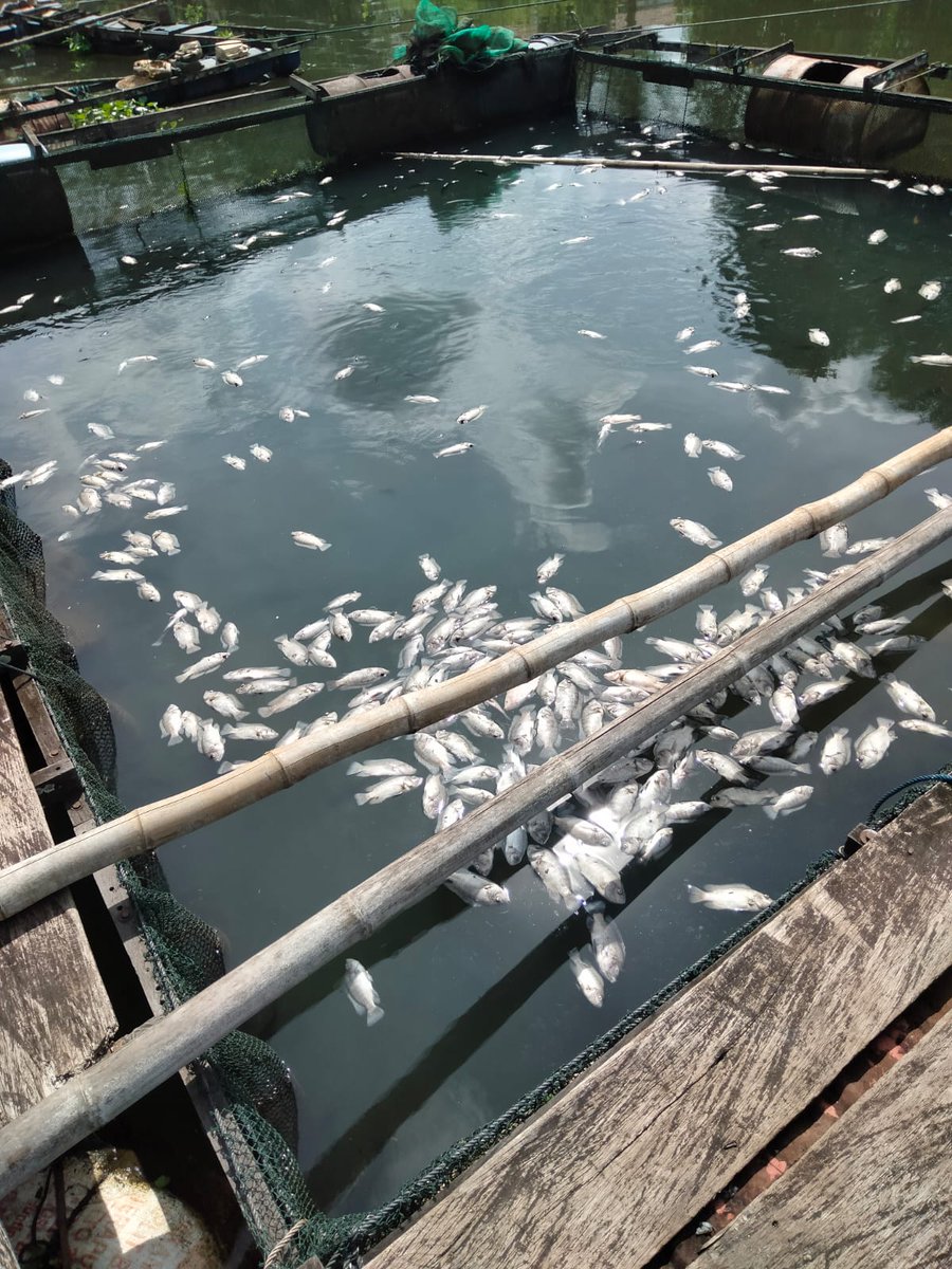 ramli_bang's tweet photo. Pengambilan Sampel air, bersama staf Bidang Budidaya  DKPP Kab. Banjar, akibat Terjadinya Kematian ikan di KJA desa Mali-mali Kec. Karang Intan Kab. BANJAR,,,Semoga cepat pulih💪💪 https://t.co/U3bPTobJES