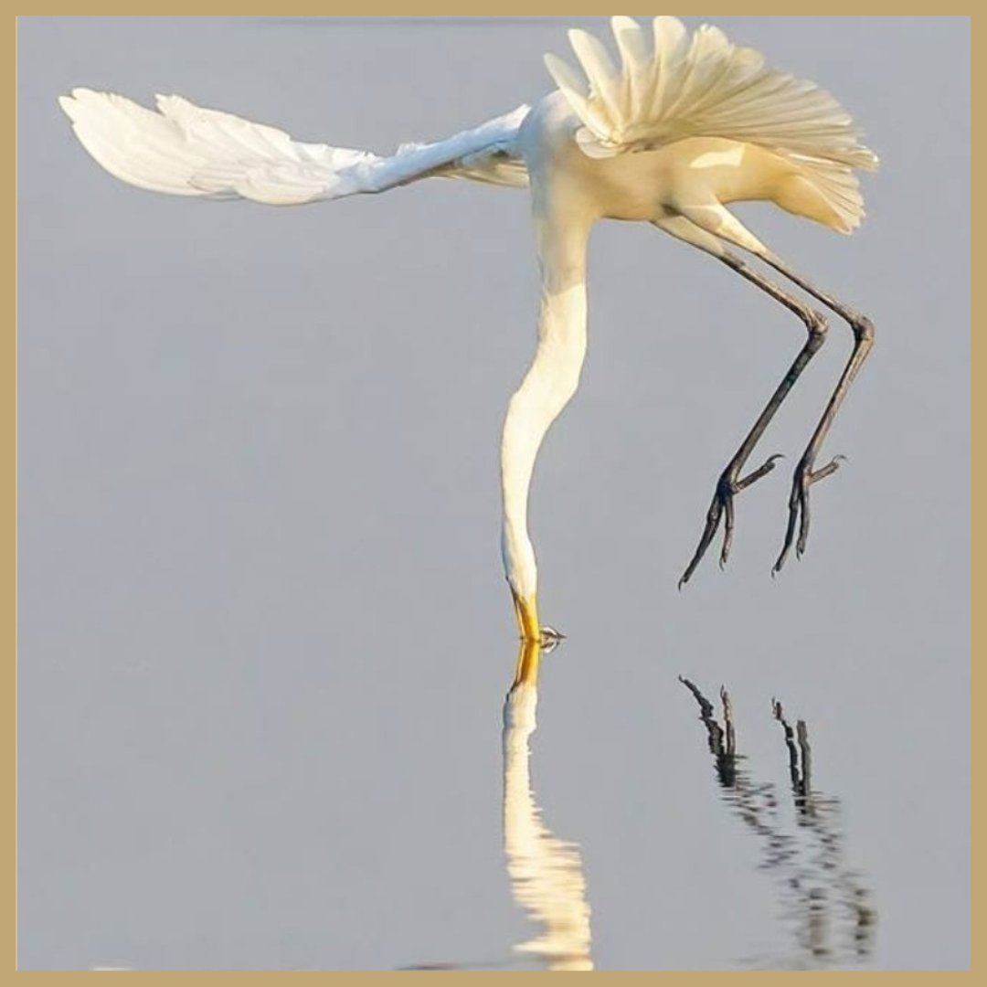 From the 15th c. Anthology from the Zen Grove, Zenrin-kushū: 'There is no place to seek the mind. It is like the footprints of the birds in the sky.' Image: Indian Great Egret/Vishesh Kamboj Source: The Arlington Center . . . #healing #meditation #mindfulness