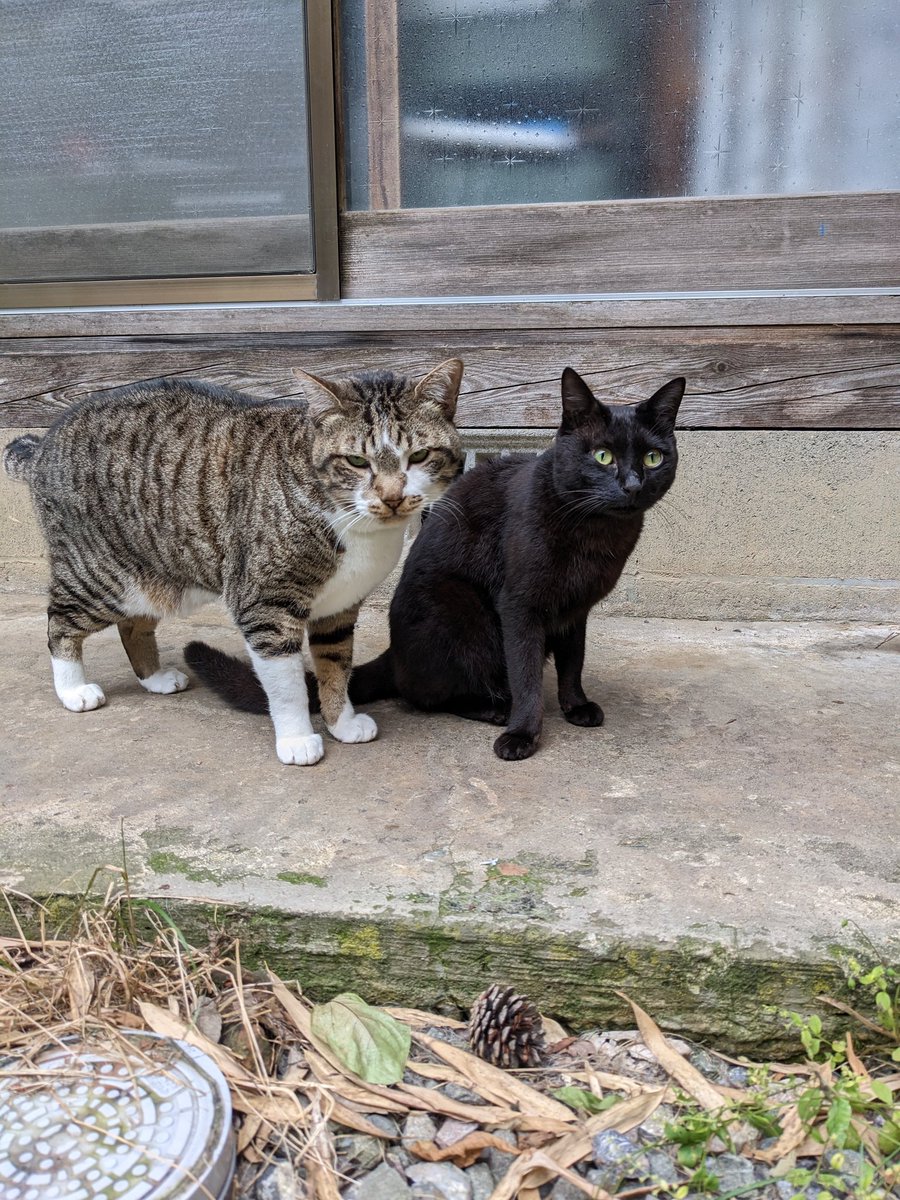 IEF_NGEEANN's tweet photo. 2hungry cats staring at me https://t.co/JBFSyNyHgO