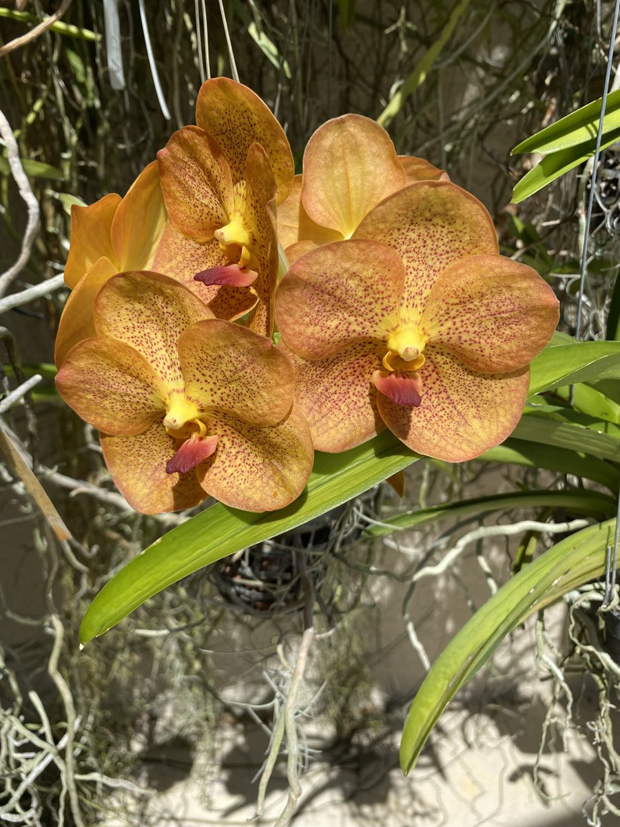 123orchids tweet picture