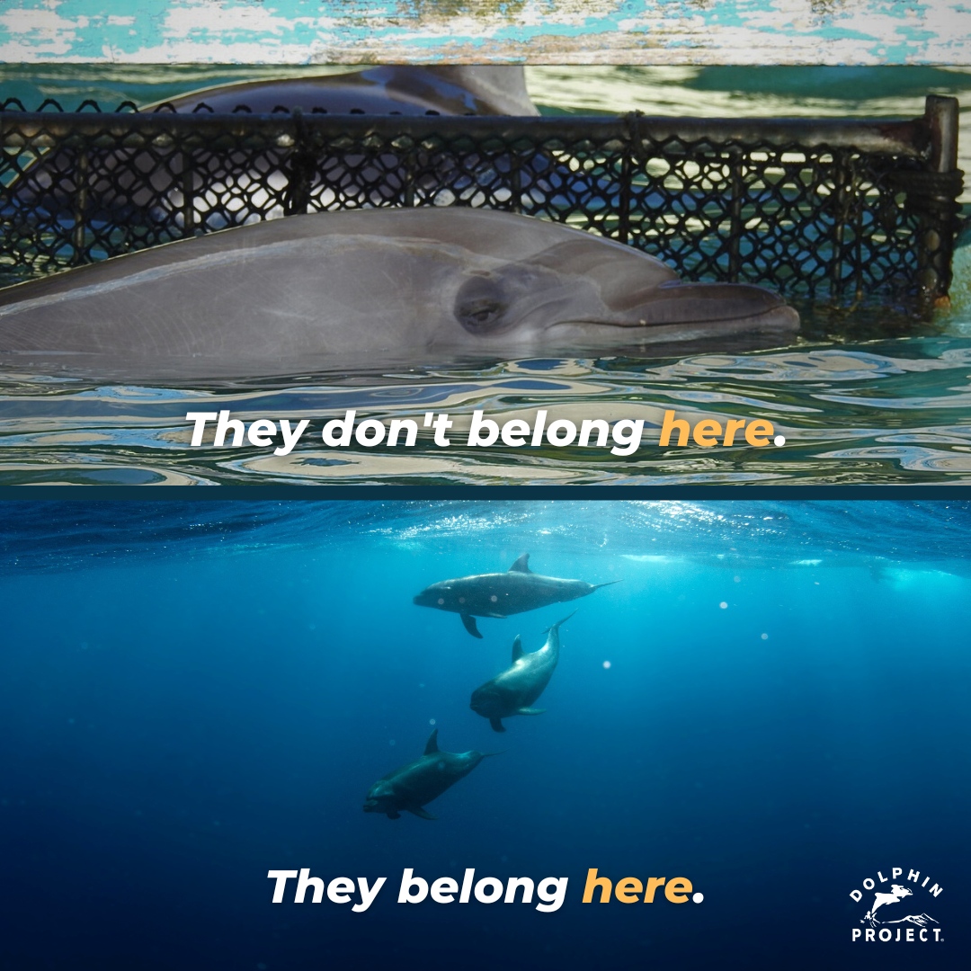 Dolphin_Project's tweet photo. A concrete tank simply cannot provide an adequate environment for them. One way you can help today is by spreading the word- Ask a friend to take the pledge NOT to buy a ticket at: https://t.co/wx7P3D8lzy 🐬 

#DolphinProject #DontBuyATicket https://t.co/exBp9QShtG