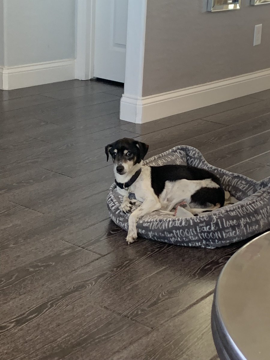 jdmhenderson's tweet photo. Hey @mrdougellin so sorry to hear about your pup.  I can't imagine what you are going through.  My guy is 17 and I cherish every moment we have together. https://t.co/Y3NMGdy9bo