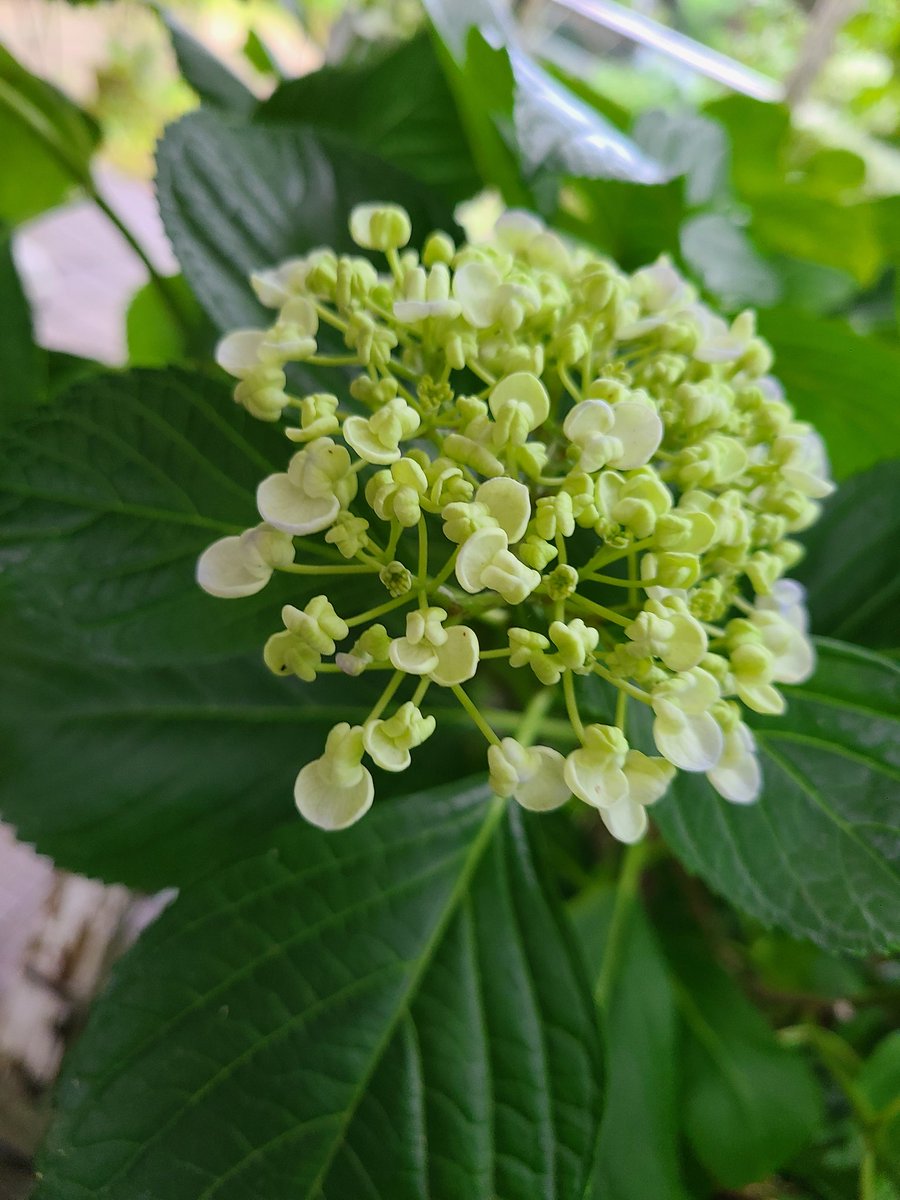 庭の紫陽花たち