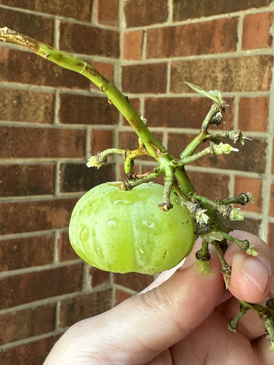 MaestraMorrison's tweet photo. I love pumpkins, but I’ve never come across a #grapepumpkin. They do exist 😳 https://t.co/1F1m3CIAja