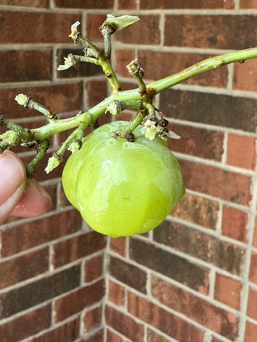 MaestraMorrison's tweet photo. I love pumpkins, but I’ve never come across a #grapepumpkin. They do exist 😳 https://t.co/1F1m3CIAja