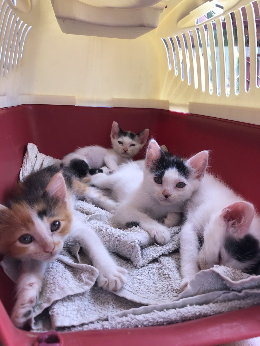 leriumcosplay's tweet photo. Porfi ayudadme a difundir. Mis padres encontraron estos chiquitines en un motor, tienen cerca de 2 meses. No consigo encontrarles adopcion y si espero mucho más les quito posibilidades de adopción en el refugio. Están en córdoba pero podríamos hablar forma de transporte. https://t.co/ecDYgS7Or8