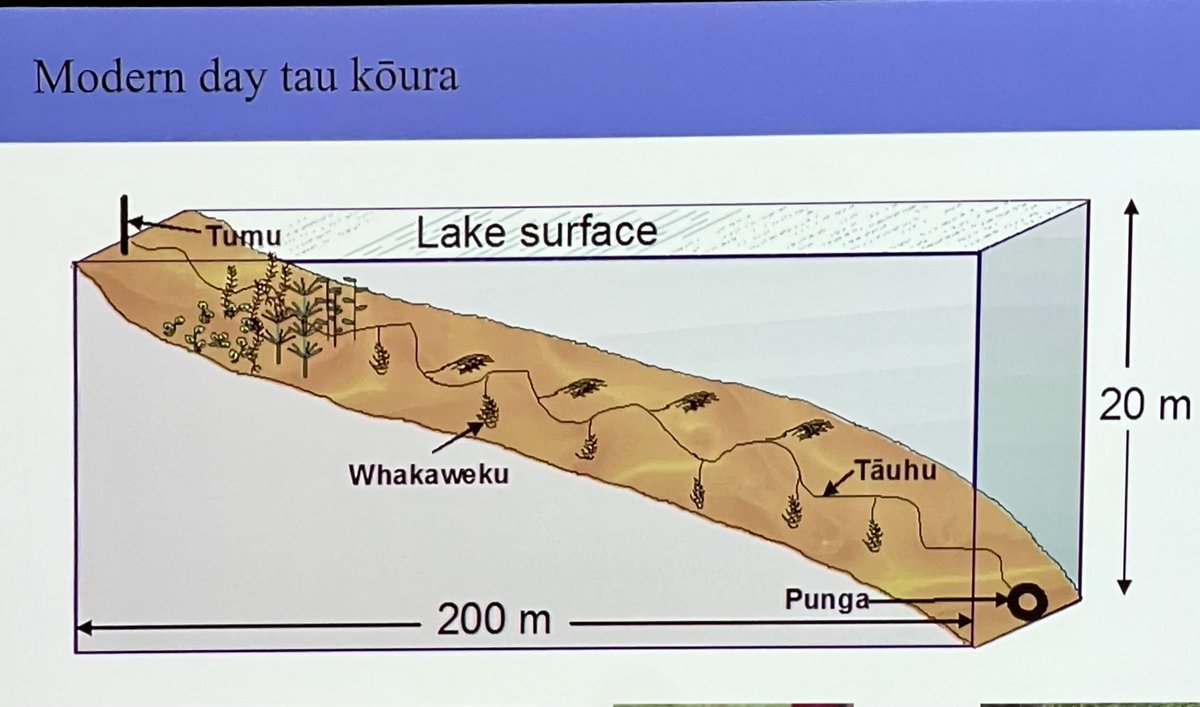 kateboersma's tweet photo. 2/n
In the modified Māori method, bracken fern clumps are lowered to the sediment, and crayfish are attracted to them as habitat. This approach avoids size and sex bias associated with trapping!
#FreshwaterDownUnder #nzfss #tek #crayfish https://t.co/JO2gdmJSoW