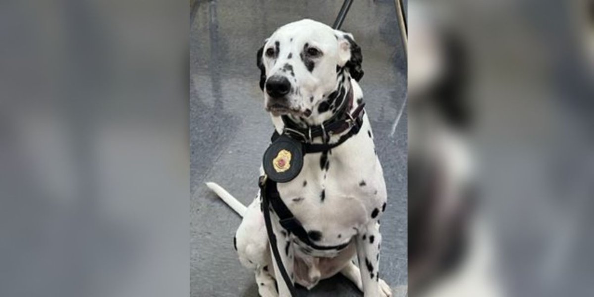 A deaf Dalmatian shows students how to use their shortcomings as their superpower.
wreg.com/news/bright-sp…