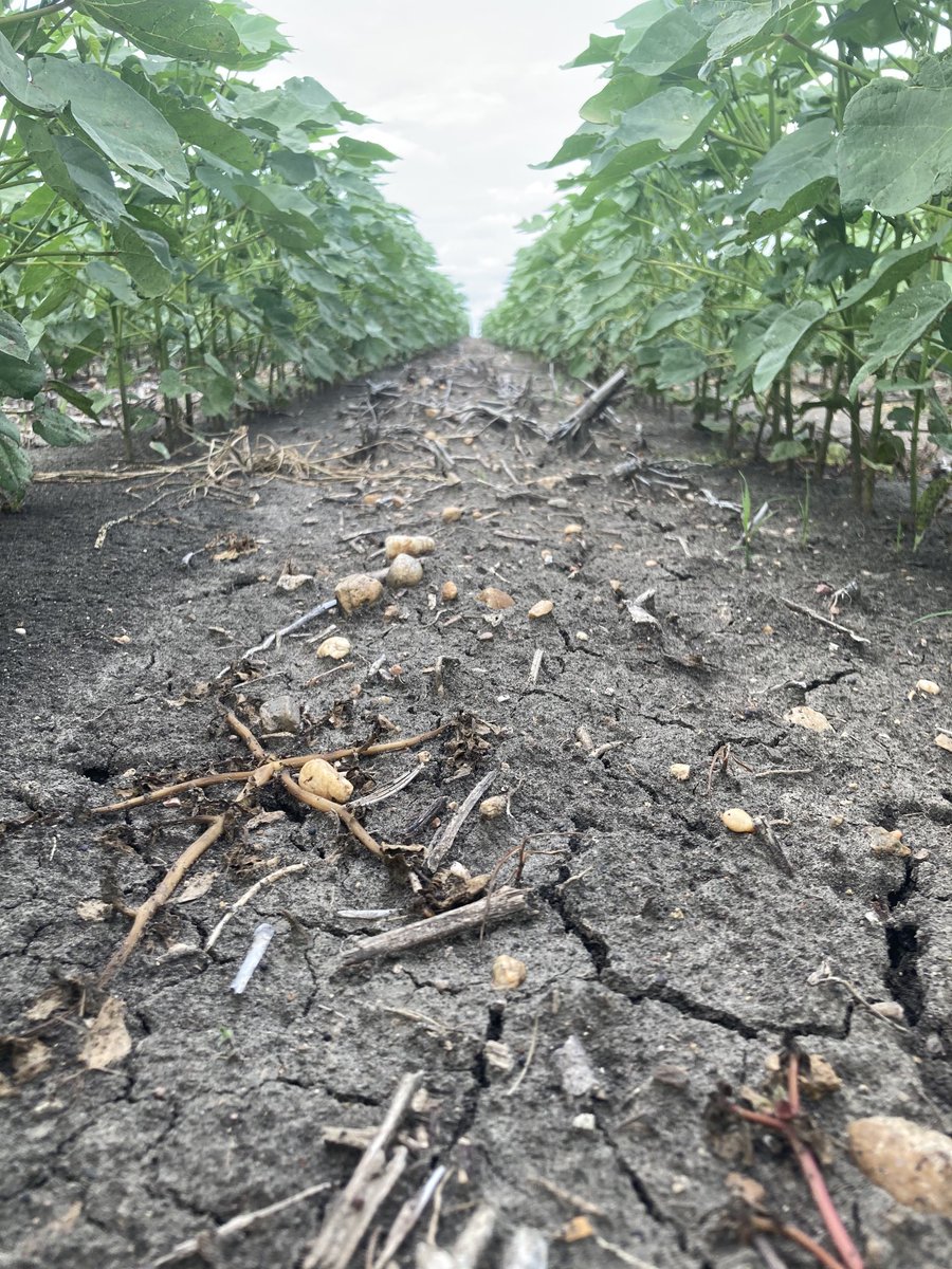 Nice views in Central Texas!  Cotton is finally getting some heat units and turning around from the rough start we had. Let’s Goooooooooooooo!  #Cotton2023 ⁦<a href="/WilburEllisCo/">Wilbur-Ellis</a>⁩ ⁦<a href="/DELTAPINE/">DELTAPINE</a>⁩