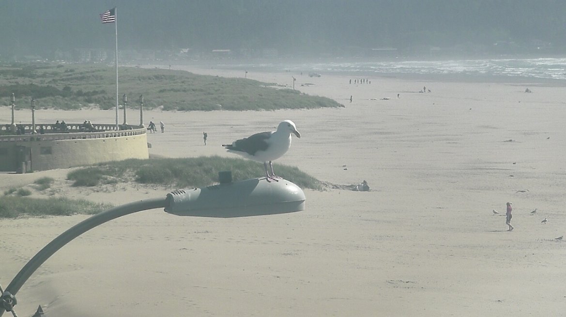 Just soaking up some sun in Seaside. ☀️
#ORwx