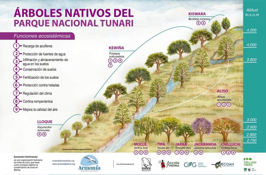 Native trees: much more than oxygen producers. Discover the multiple ecosystem functions they provide to our planet, making them our great environmental heroes. 🌍🌳 

 #WorldEnvironmentDay #DarwinInitiative