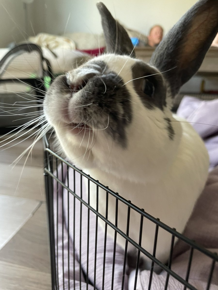 Kstycz's tweet photo. Ralph smiles https://t.co/gnM6bgNyAf