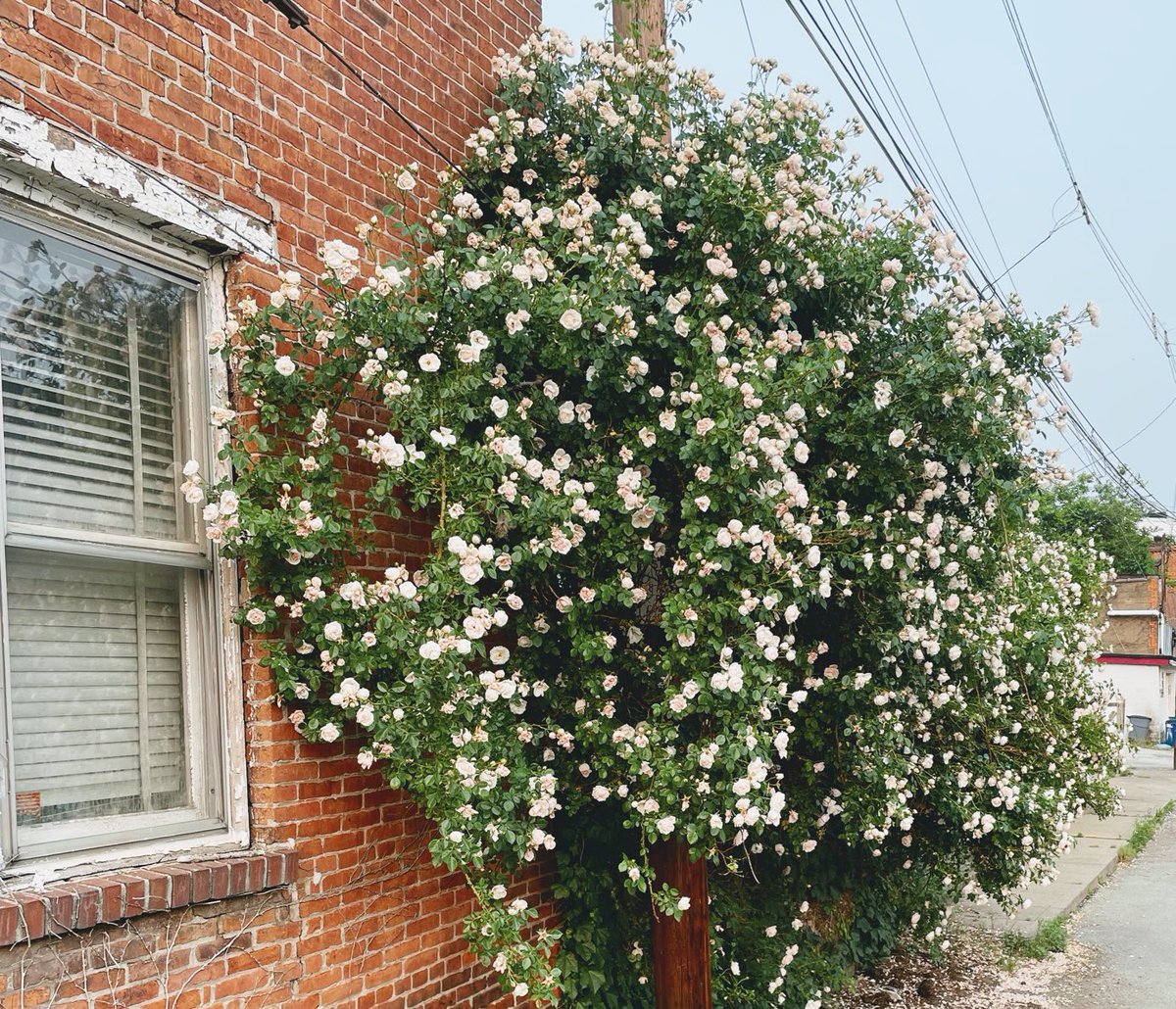 At the risk of exhibiting toxic masculinity, my #roses are 🔥this year. Best in the city and it ain’t even close.