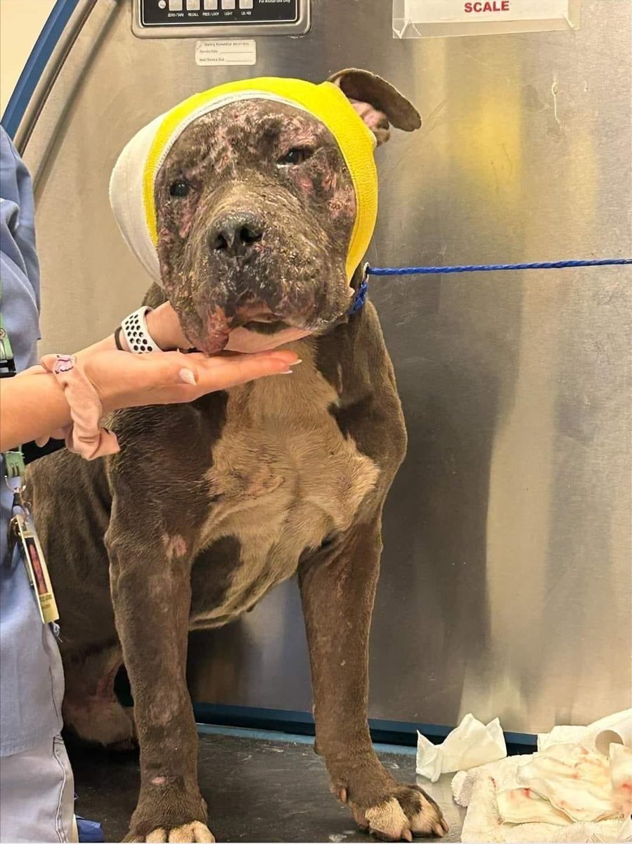 #RANDY #A2475222 SWEET GENTLE BOY, IN URGENT NEED OF RESCUE! 
Bite wounds on face with large laceration on ear that was repaired 6/4/23. Daily wrapping. 
83 lbs, Male,Gray/White, #NeapolitanMastiff - 
24petconnect.com/DetailsMain/MI…
m.facebook.com/story.php?stor…