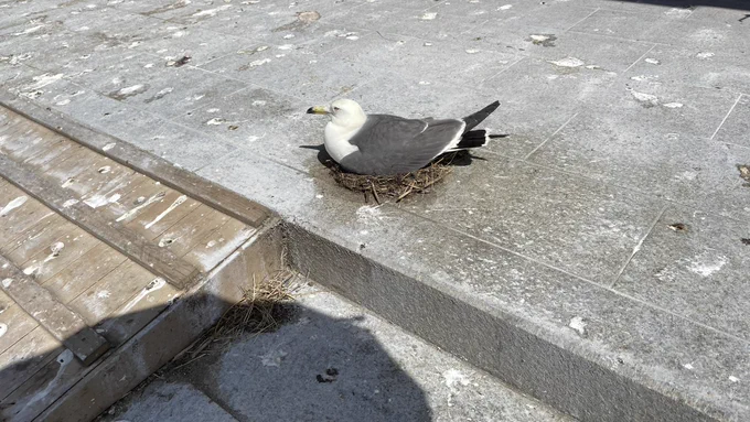 ここで卵温めるの心臓が強すぎるだろ 