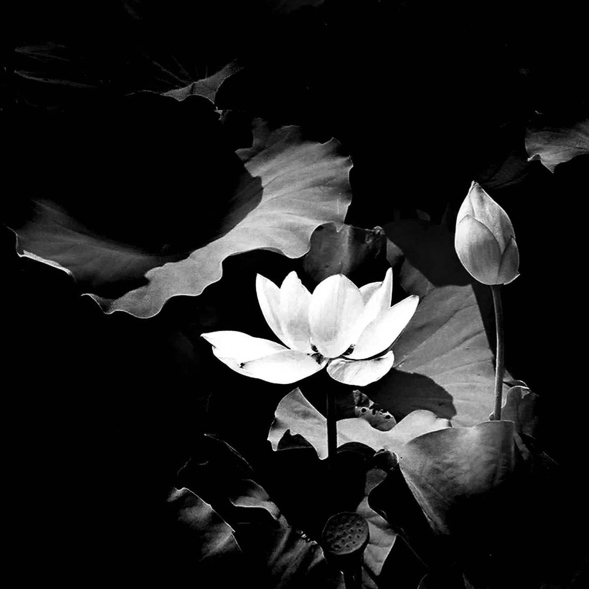 More Trees ; - Flower of Summer - 
#blackandwhitephotography  
#blackandwhite  #blackandwhitephoto  
#fotografia #blancoynegro #Flowers 
#写真　#写真好きな人とつながりたい 

photo by Taizo Hayashi ; Japan