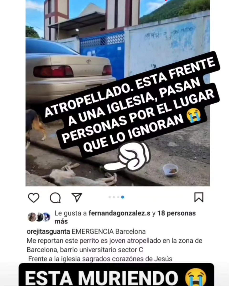 FAPRANIANZ's tweet photo. RESUMIMOS: Este perro con "familia" fue atropellado y quedo tirado a una cuadra de su "hogar" y no les importó, estuvo todo ese tiempo frente a una iglesia a la vista donde entran y salen "creyentes" de la obra de Dios, el amor al prójimo y demás y tampoco les importo ----> https://t.co/nOHX3cPWjC
