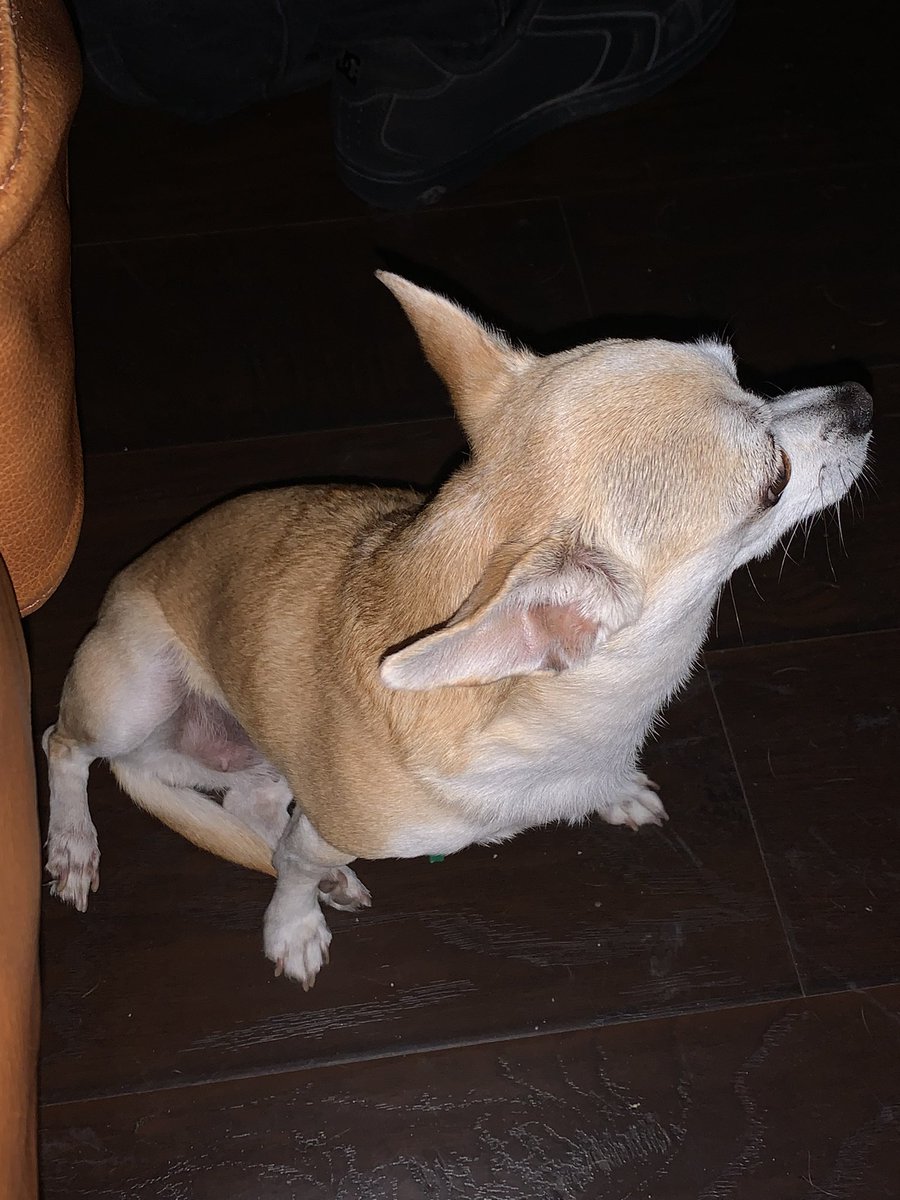 Choking_Crows's tweet photo. My poor little 🍌 jelly bean got bit by a fire ant 🥺 she’s being a champ and letting us ice it. #BananaTheChihuahua #poorpupper #antssuck https://t.co/24Oxe55fBR